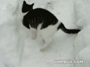 funny,cat,animals,snow,hiding,loves,leaping