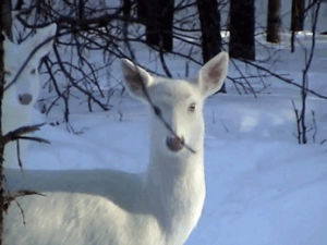 deer,white
