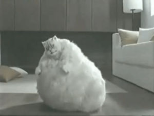 fat,cat,dancing