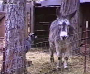 donkey,goat,fence