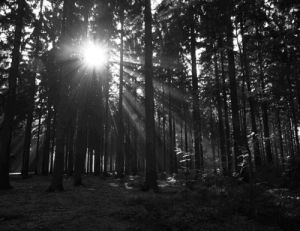 black and white,forest,effect,vintage,sun sparks,forest light