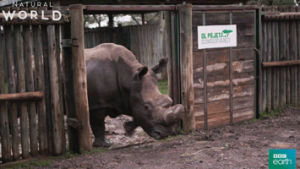 rhinoceros,rhino