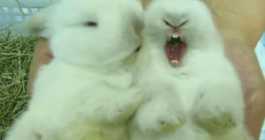 bunny,bunny rabbit,cute,adorable,rabbit,yawn,yawning