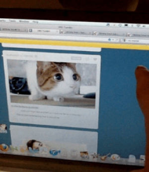 tumblr,cat,cats are cool,the president of the united states,lucky peach