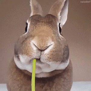 bunny,little,eats,dandelion