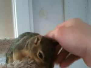 squirrel,cute,animals,baby