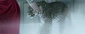 leopard,cat,beauty,amazing