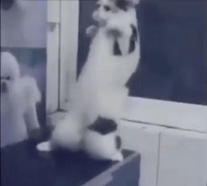 cat,dancing cat,dance