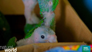parrot,dance,cute,baby,bbc earth,natural world,jungle hospital