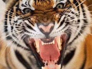 beautiful,angry,animal,tiger