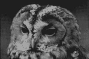 hoot,owl