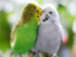 kissing,loving,bird,budgies,love,animals