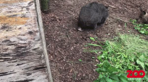 wombat,baby,animals being jerks,zoo,kangaroo,stomps
