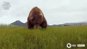 bear,funny,cute,animals,meme,bbc,bbc one,wildlife,alaska,alaska live