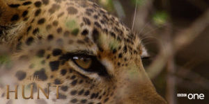 animals,bbc,bbc one,bbc1,wildlife,bbc 1,cheetah,the hunt