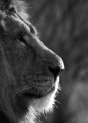 lion,black and white,cat,animals,itv the zoo