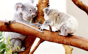 climb,animals,tree,koala