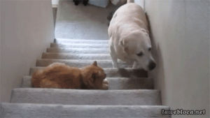 stairs,cat,dog