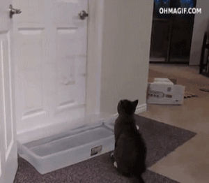 door,like a boss,cat,water,win,mixed,opening,smart,clever,obsctacle