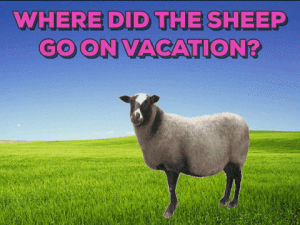 jokes,sheep,vacation,bahamas,carolinesgifs