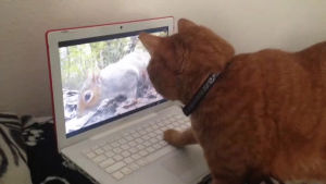 squirrel,computer,cat
