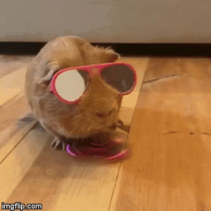 hamster fidget spinner sunglasses boss