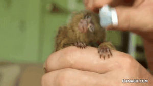 adorable,hair,monkey,mixed,tiny,fur,brush,comb,smallest,pygmy marmoset