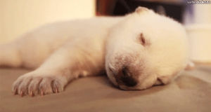 goodnight,buenas noches,good night,polar bear,sleep