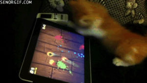 Gato brinca com Fruit Ninja no iPad