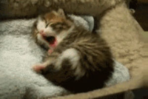 goodnight,tired,kitten,sleepy,animals,cute,babies,yawn,contagious,mewing
