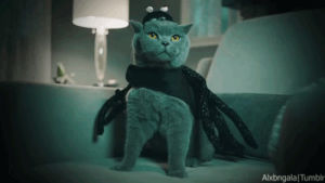 cat costume,halloween animals,alx,animal halloween,russian blue,spider cat,spider costume