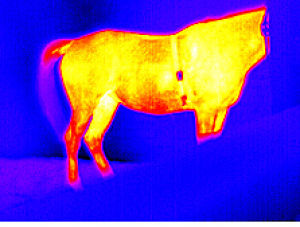 thermal,horse,image,whoa,tail