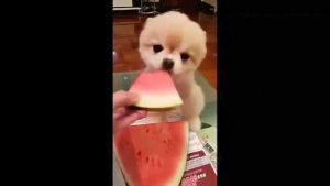 dog,watermelon