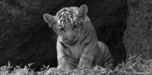 black and white,tiger,yawn