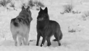 wolf,wolves,black and white