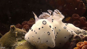 Гифка корабль волна море гиф картинка, скачать анимированный gif на GIFER