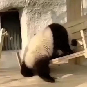 slide,pandas