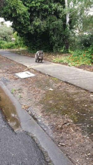 koala,morning,stroll,down,takes,sidewalk
