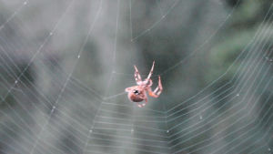 spider,web,nature,building,yard