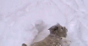 snow,winter,puppy,puppy playing in snow