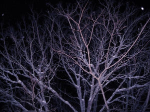 horror,night,dark,snow,wonderland,tree,blue,winter,snowing,3d,scary,idiot,snowflakes