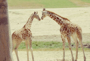 giraffe,baby animals,animal s,cute animal