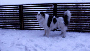 dog,snow,winter,kai,norway,border collie,my dog