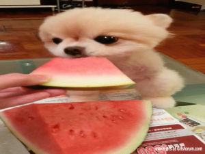summer,dog,heat,hot,warm,watermelon
