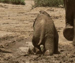 falling,slipping,mud,elephant,animals
