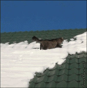 fail,cat,snow