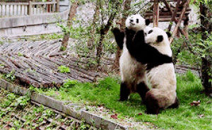 standing,bear,animals,animal,panda,chasing,panda bear,giant panda