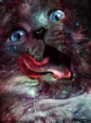 galaxy,cat,space