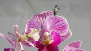 flower,prey,mantis