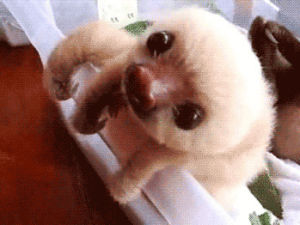baby sloth,love,sloth,whyyyy,omg so cute,i want a sloth